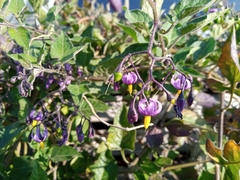 Solanum dulcamara