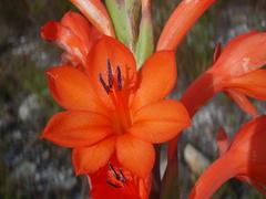 Watsonia schlechteri