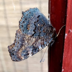 Aglais io