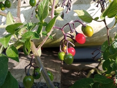 Solanum dulcamara