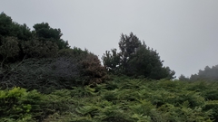 Pinus contorta contorta