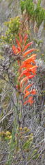 Watsonia schlechteri