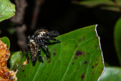 Hyllus semicupreus