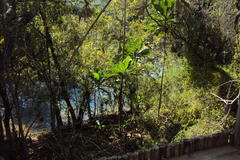 Anthocleista grandiflora