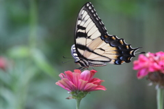 Papilio glaucus