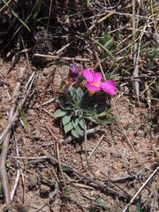Oxalis hirta hirta