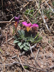 Oxalis hirta hirta