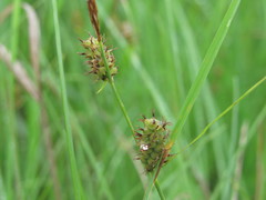 Carex tomentosa