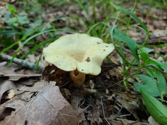 Lactarius yazooensis