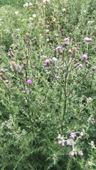 Cirsium arvense