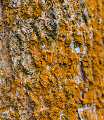 Trentepohlia abietina