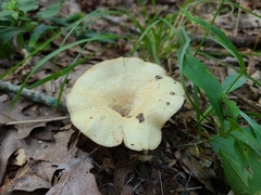 Lactarius yazooensis