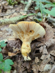 Lactarius yazooensis