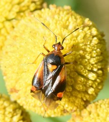 Deraeocoris ruber
