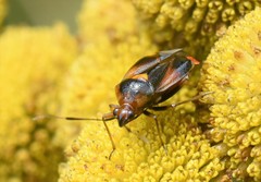 Deraeocoris ruber