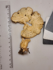 Lactarius yazooensis