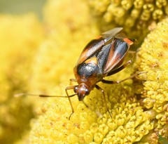 Deraeocoris ruber