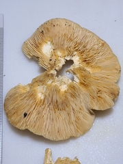 Lactarius yazooensis