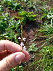 Verbena officinalis
