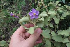 Solanum tomentosum tomentosum