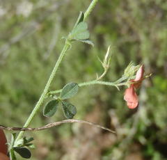 Indigofera sp7