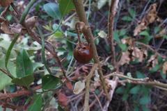 Solanum tomentosum tomentosum