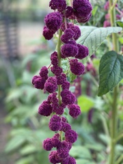 Amaranthus caudatus