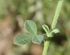Indigofera sp7