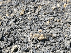 Sphingonotus pachecoi