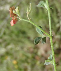 Indigofera sp7