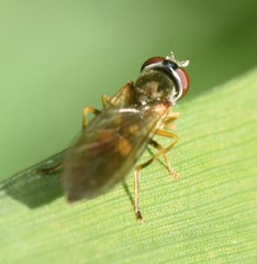 Syrphinae