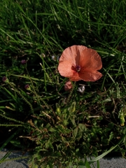 Papaver rhoeas