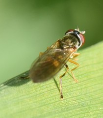Syrphinae