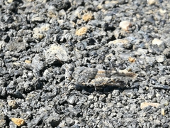 Sphingonotus pachecoi