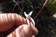 Disa bifida