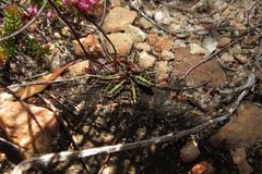 Disa bifida