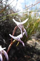 Disa bifida