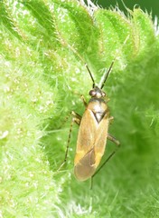 Plagiognathus arbustorum