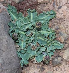 Othonna auriculifolia