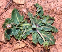 Othonna auriculifolia