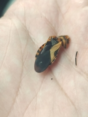 Sephina vinula