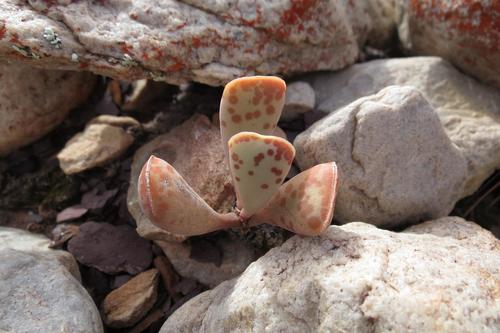 Adromischus triflorus (Adromischus triflorus)