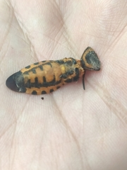 Sephina vinula