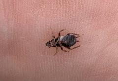 Planuncus tingitanus