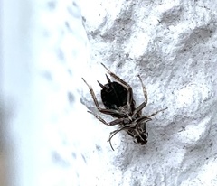 Planuncus tingitanus