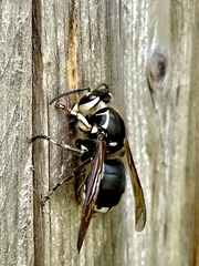 Dolichovespula maculata