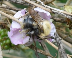 Bombus