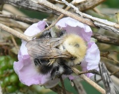 Bombus