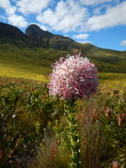 Paranomus longicaulis