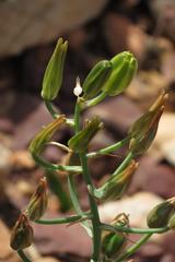 Albuca setosa